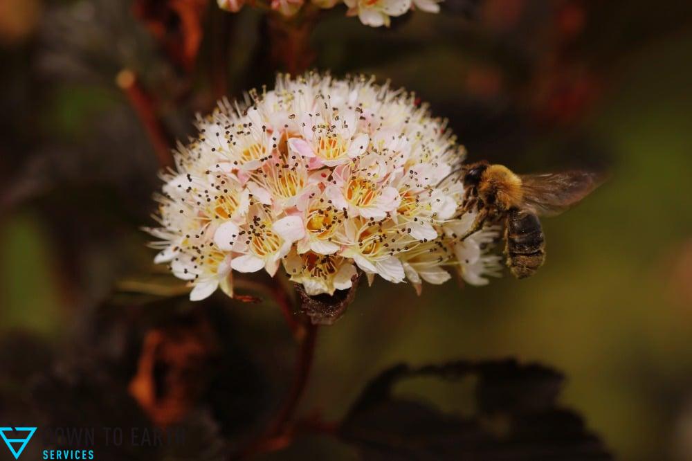best native plants for pollinators